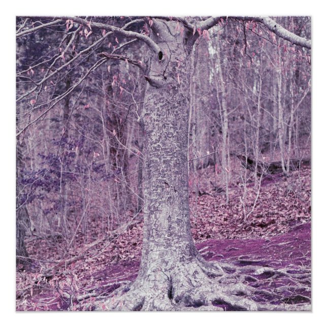 Baum in Dunbar Poster (Vorderseite)