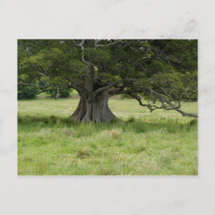 Baum in einem Feld Postkarte