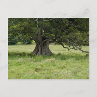 Baum in einem Feld Postkarte