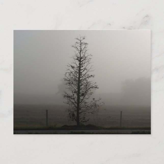 Baum in Fog 038 Postkarte (Vorderseite)