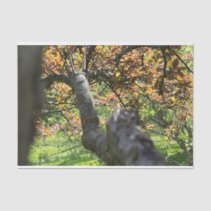 Baum in Herbstfotografie Seidenpapier