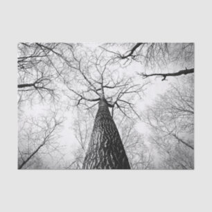 Baum in Schwarzweiss Seidenpapier