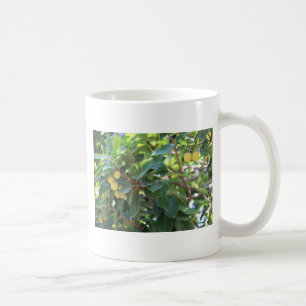 Baum, Italien Kaffeetasse