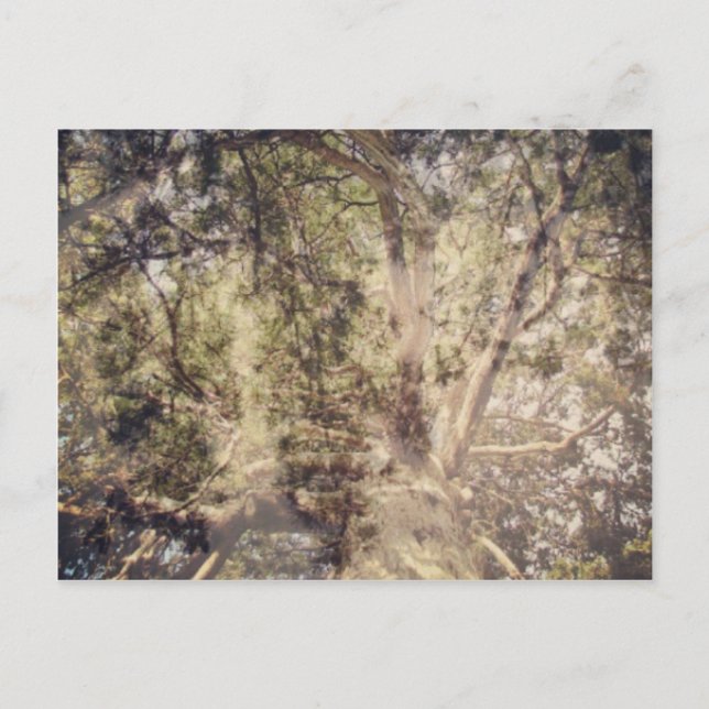 Baum Layers digitale Kunst Postkarte (Vorderseite)