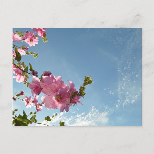 Baum-Malve blüht und Sommerhimmel Postkarte (Vorderseite)