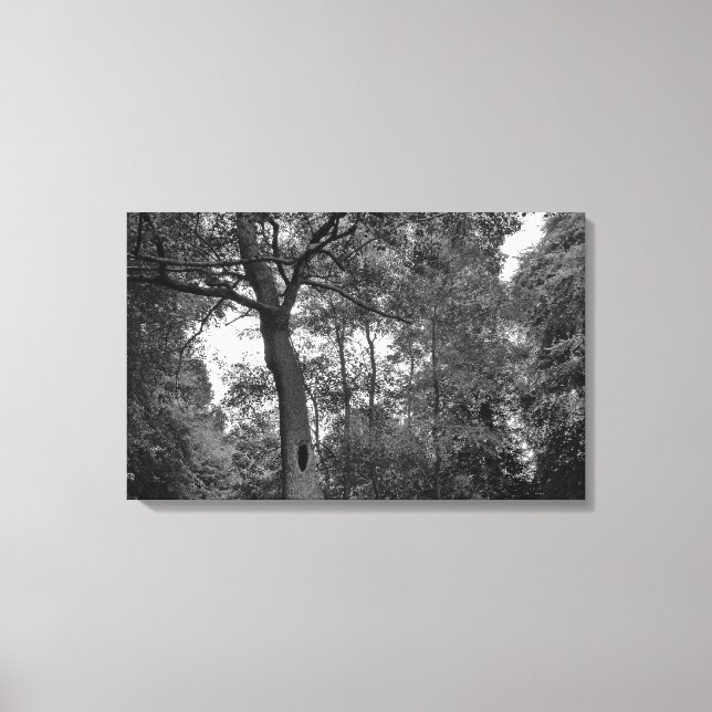 Baum mit einem geheimnisvollen Loch II Leinwanddruck (Vorderseite)