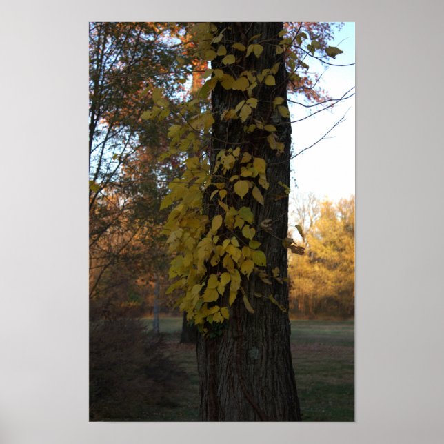 Baum mit Gelben Blätter Poster (Vorne)