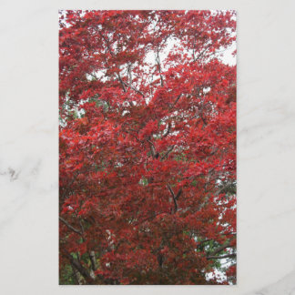 Baum mit rotem Herbst-Blätter Briefpapier