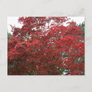 Baum mit roten Herbstblättern Postkarte