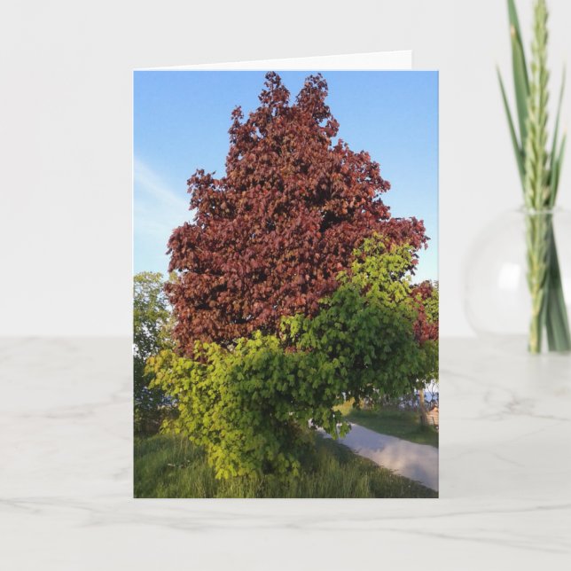 Baum mit zwei verschiedenen Farben ungerade Natur Karte (Vorderseite)