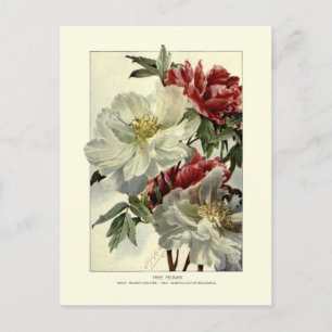 Baum-Pfingstrosen Postkarte