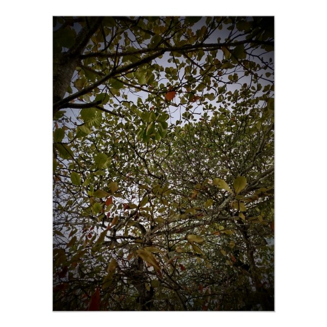 Baum Poster (Vorderseite)