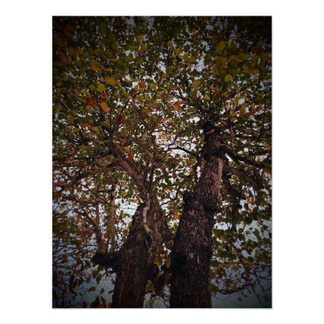 Baum Poster (Vorderseite)