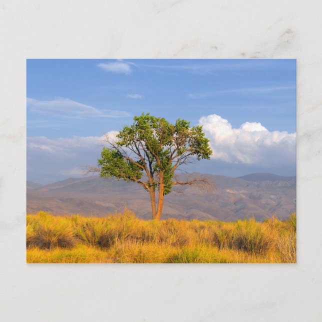 Baum Postkarte (Vorderseite)