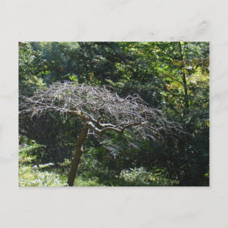 Baum Postkarte