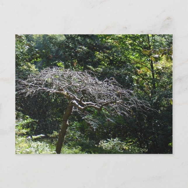 Baum Postkarte (Vorderseite)