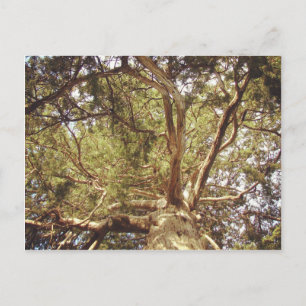 Baum Postkarte