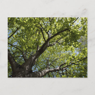 Baum Postkarte