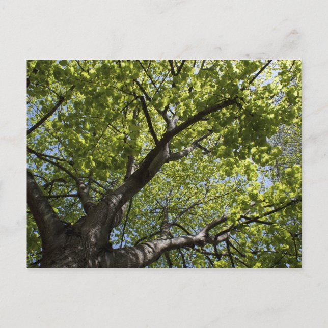 Baum Postkarte (Vorderseite)