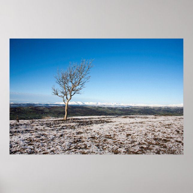 Baum Scout Scar Alter Mann von Coniston Hintergrun Poster (Vorne)