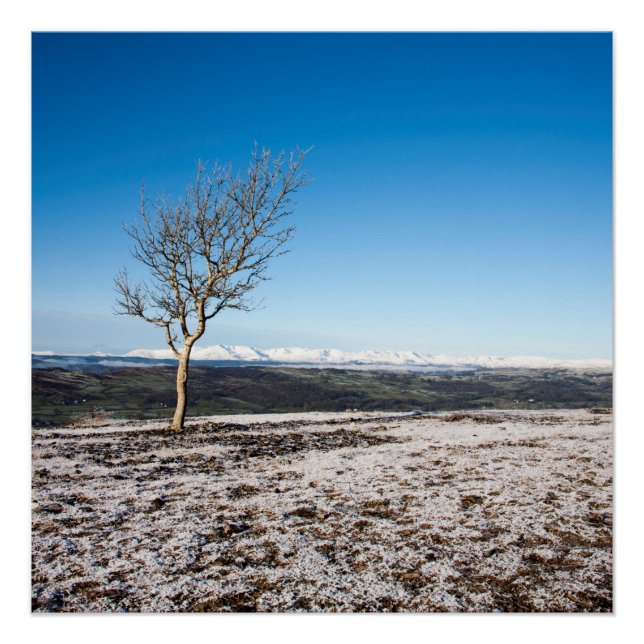 Baum Scout Scar Alter Mann von Coniston Hintergrun Poster (Vorderseite)