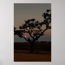 Baum Sonnenuntergang Wand Naturfotografie Rustikal