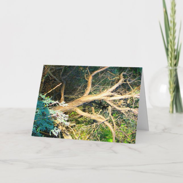 Baum-Stamm-Foto Karte (Vorderseite)