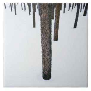 Baum-Stämme im Schnee Fliese