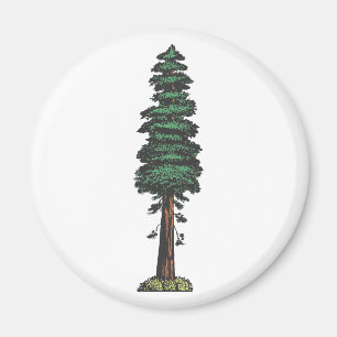 Baum tree sequoia magnet