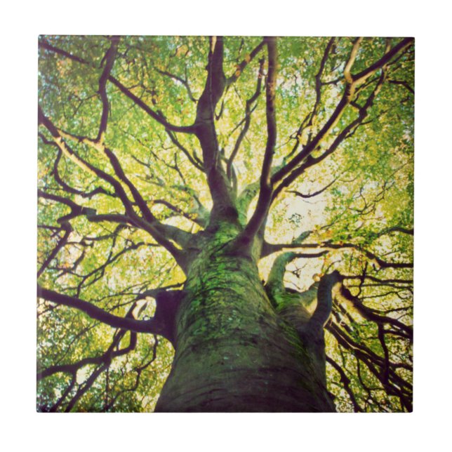 Baum-Umarmen Fliese (Vorderseite)