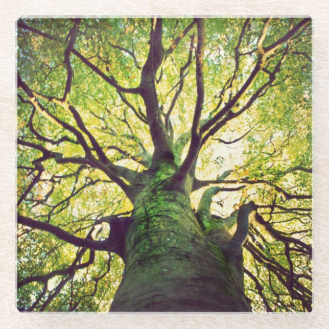 Baum-Umarmen Glasuntersetzer (Vorderseite)