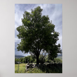 Baum und Himmel Poster