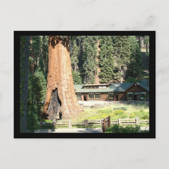 Baum und Museum Postkarte (Vorderseite)