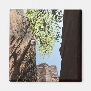 Baum wächst zwischen Felsen im Zion-Nationalpark Magnet