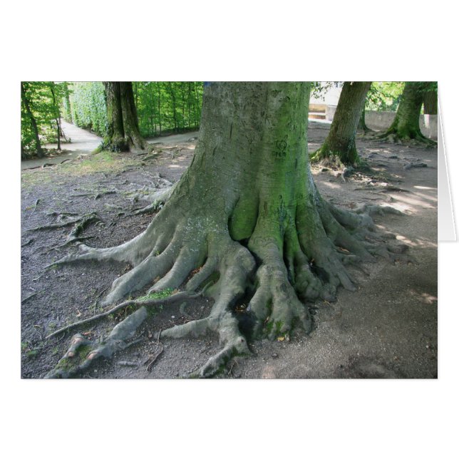 Baum-Wurzeln (Vorderseite (Horizontal))