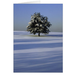Baumbestand in schneebedeckter Landschaft