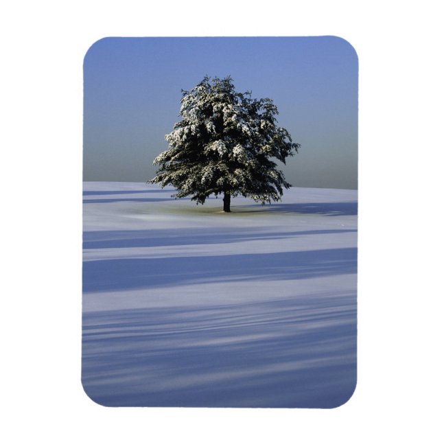 Baumbestand in schneebedeckter Landschaft Magnet (Vertikal)