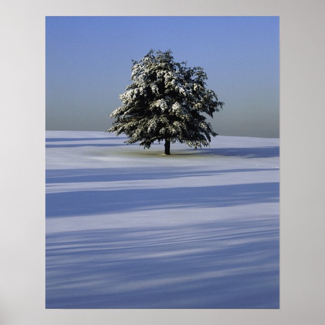 Baumbestand in schneebedeckter Landschaft Poster (Vorne)
