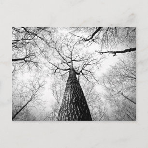 Baumbestand in Schwarz-Weiß Postkarte