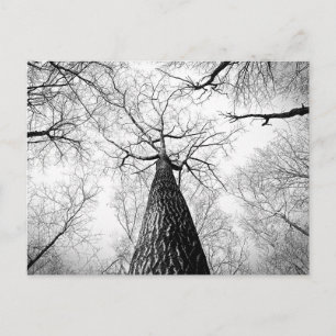 Baumbestand in Schwarz-Weiß Postkarte