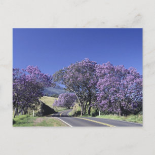 Baumblüten entlang der Straße in Haleakala, Maui, Postkarte