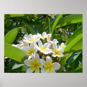 Baumblüten Poster