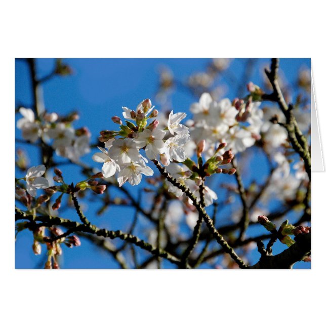 Baumblütenkarte (Vorderseite (Horizontal))