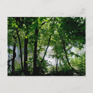 Bäume am Fluss Postkarte
