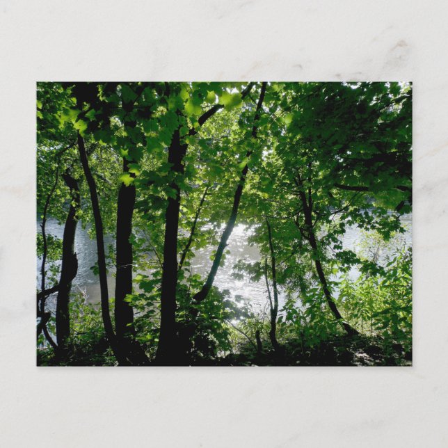 Bäume am Fluss Postkarte (Vorderseite)