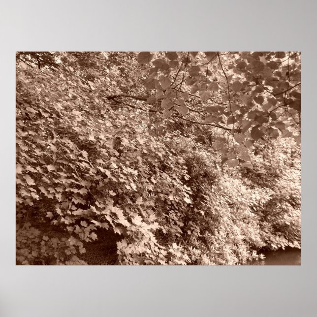 Bäume am Kanal Poster (Vorne)