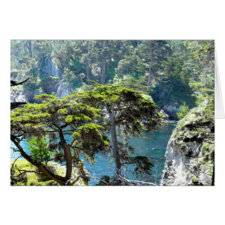 Bäume an Point Lobos