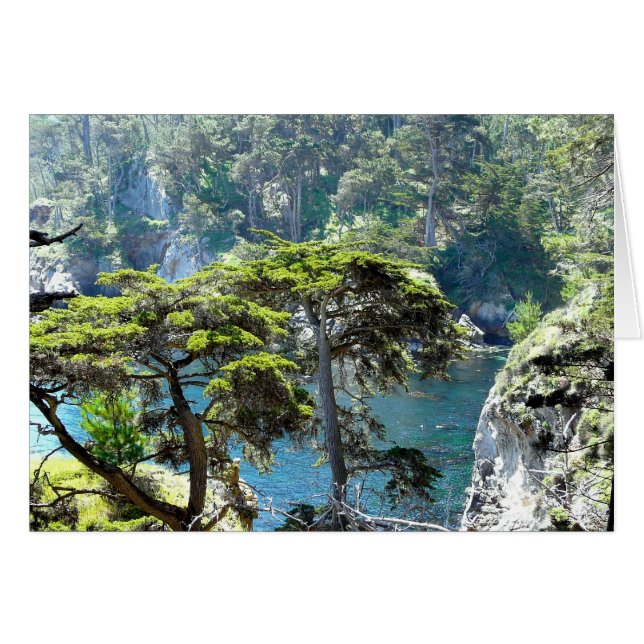 Bäume an Point Lobos (Vorderseite (Horizontal))