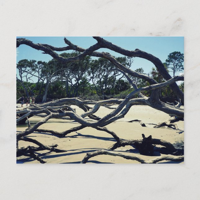 Bäume auf Jekyll Postkarte (Vorderseite)