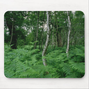 Bäume der silbernen Birke und Farne, Sherwood Mousepad
